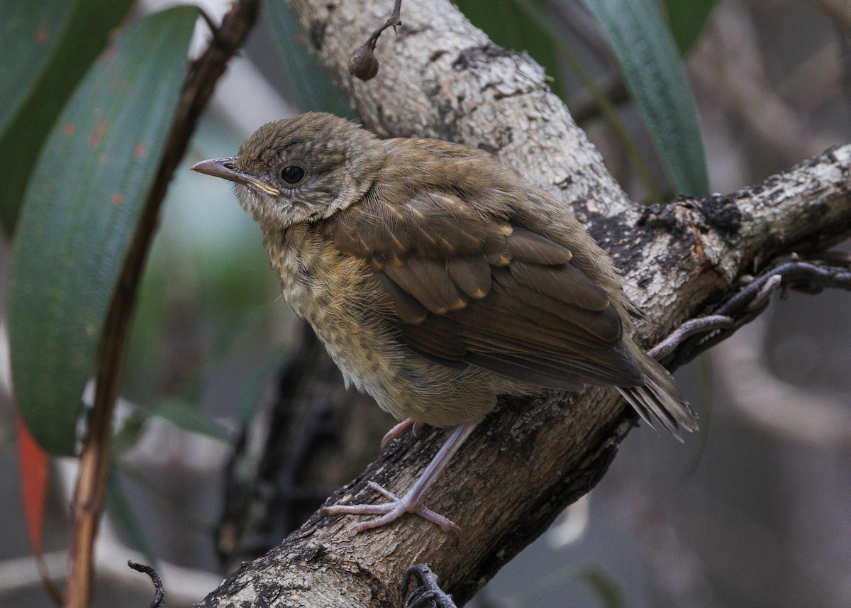 Pale-breasted Thrush - ML645010963
