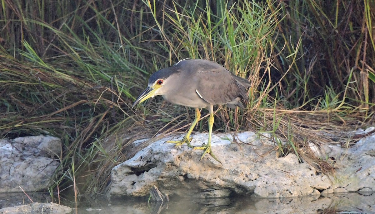 Black-crowned Night Heron - ML645010966