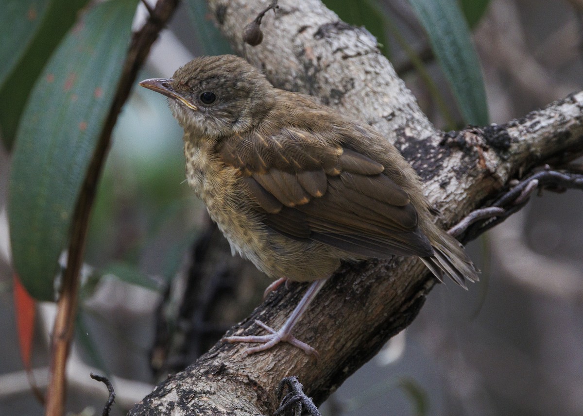 Pale-breasted Thrush - ML645010967