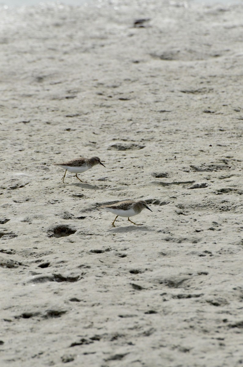 Least Sandpiper - ML645010969