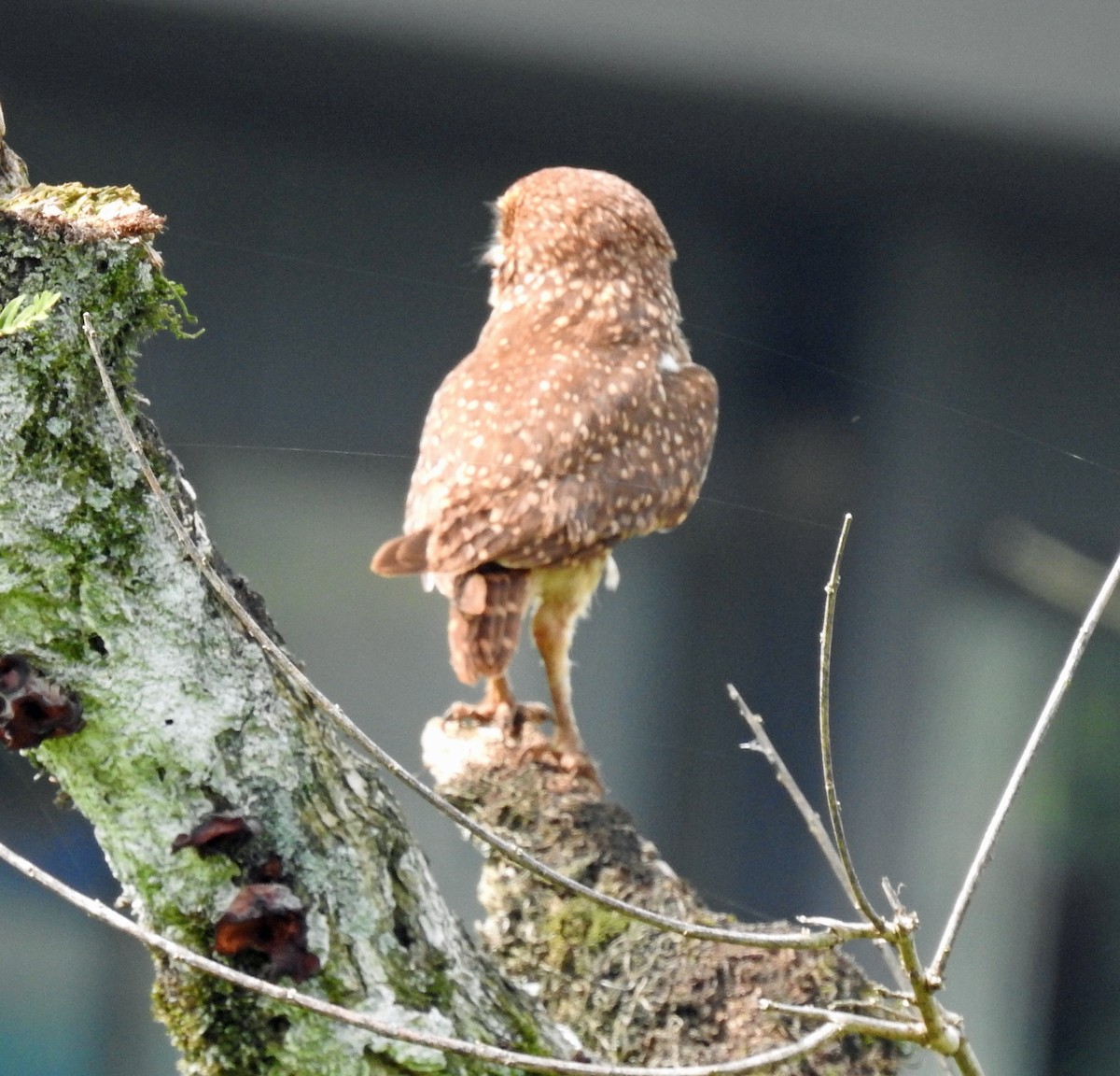 Burrowing Owl - ML645010970