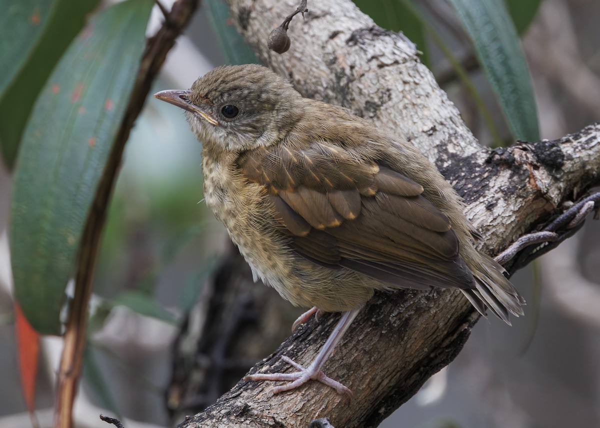 Pale-breasted Thrush - ML645010972