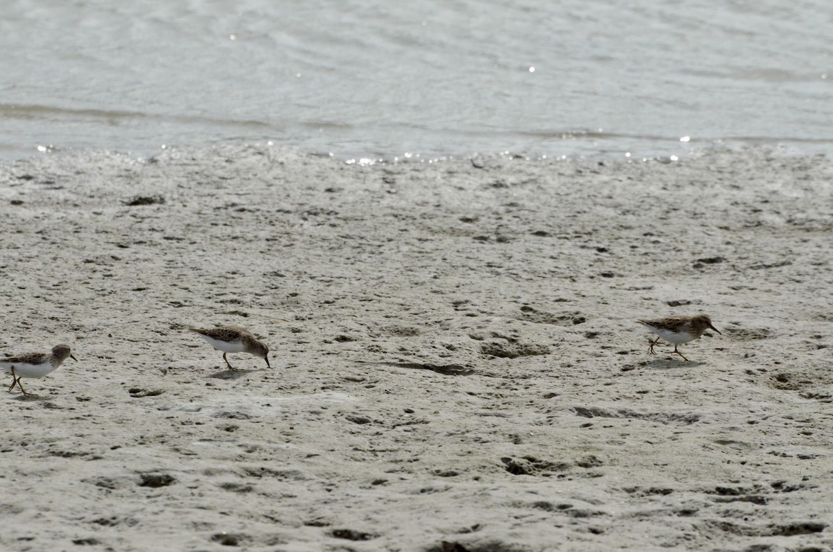 Least Sandpiper - ML645010973