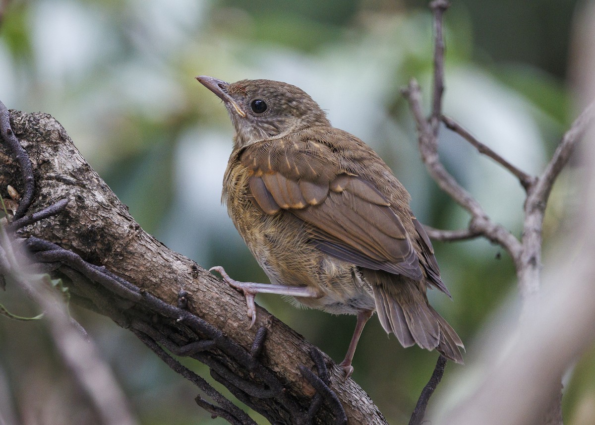 Pale-breasted Thrush - ML645010974