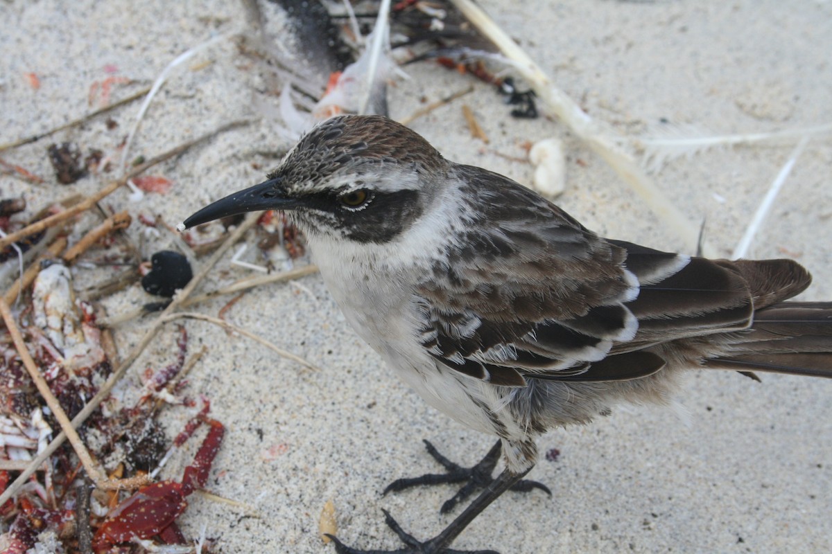 Galapagos Mockingbird - ML645010976