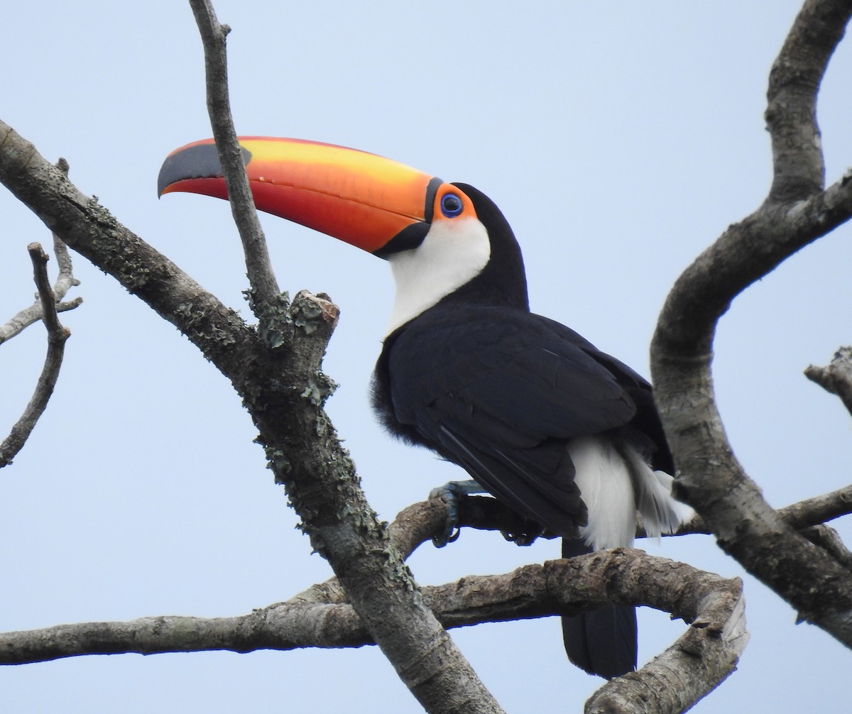 Toco Toucan - ML645010977