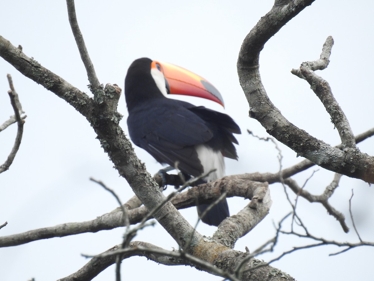 Toco Toucan - ML645010978