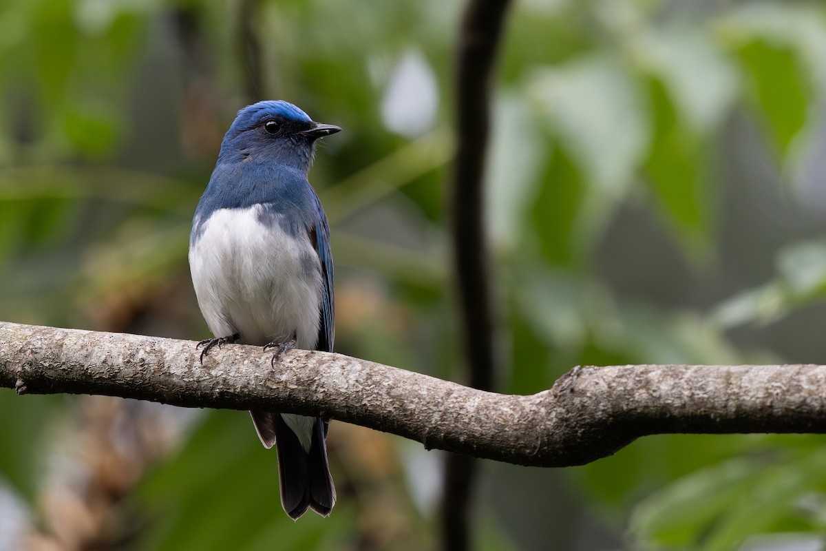 Zappey's Flycatcher - ML645010979