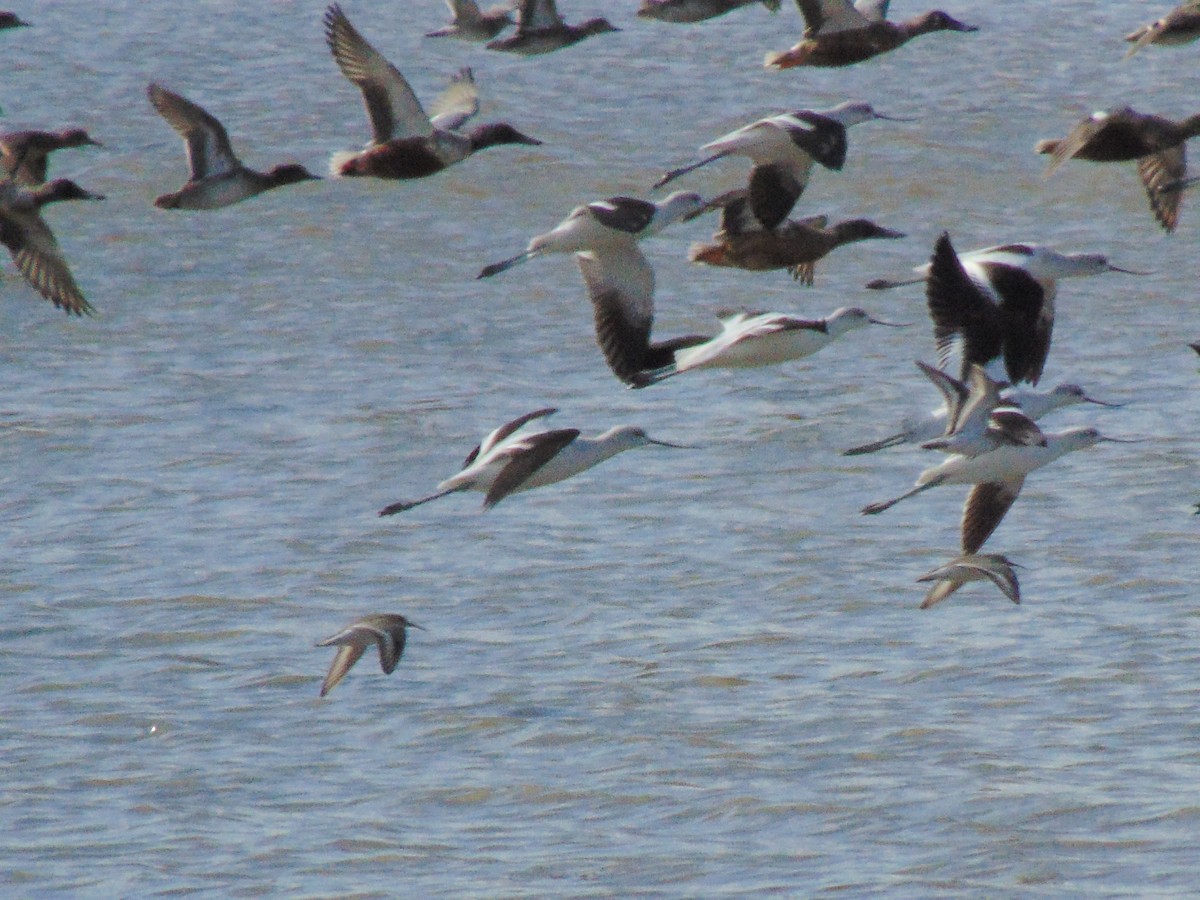 American Avocet - ML645010980