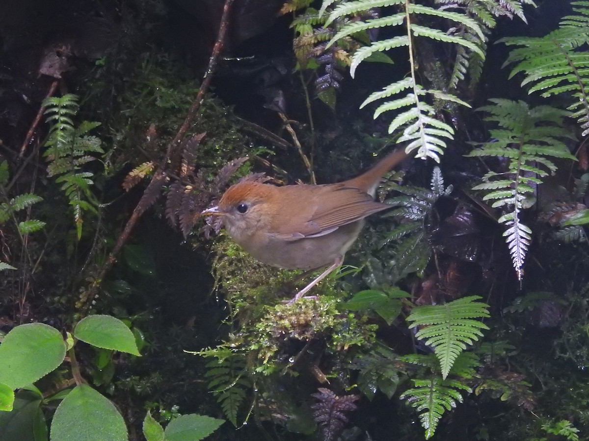 Ruddy-capped Nightingale-Thrush - ML645010981