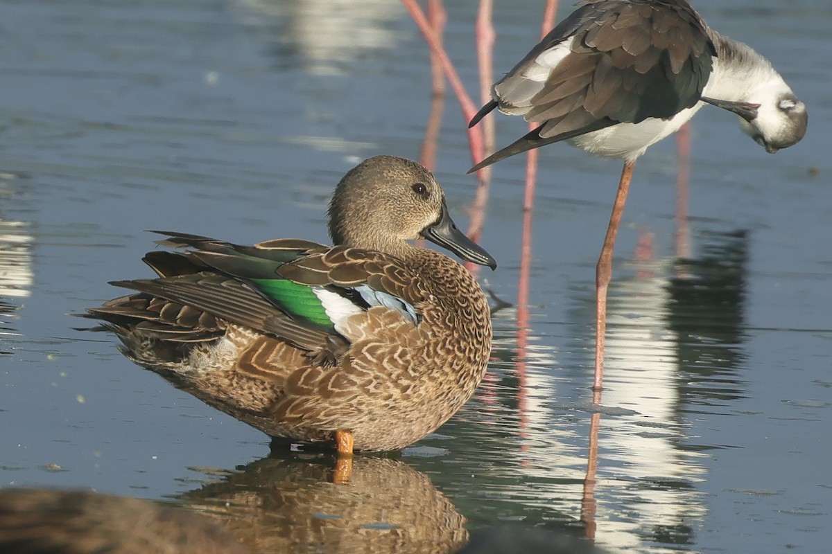 Blue-winged Teal - ML645010982