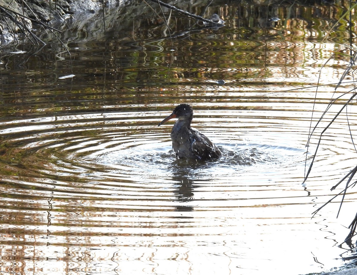Clapper Rail - ML645010983