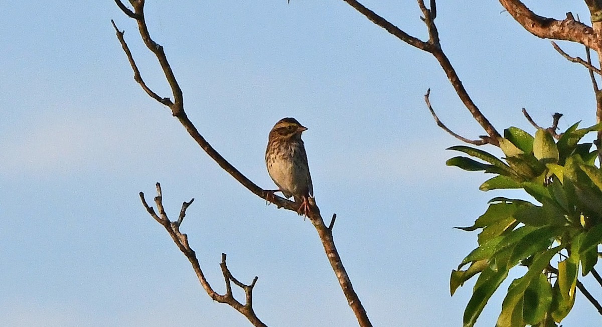Savannah Sparrow - ML645010984