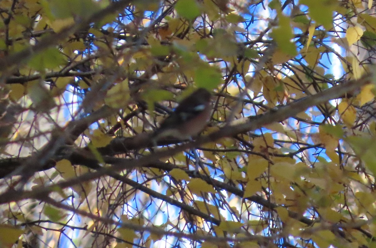 Common Chaffinch - ML645010986