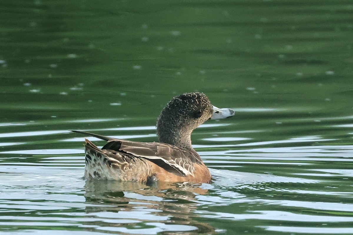 American Wigeon - ML645010989