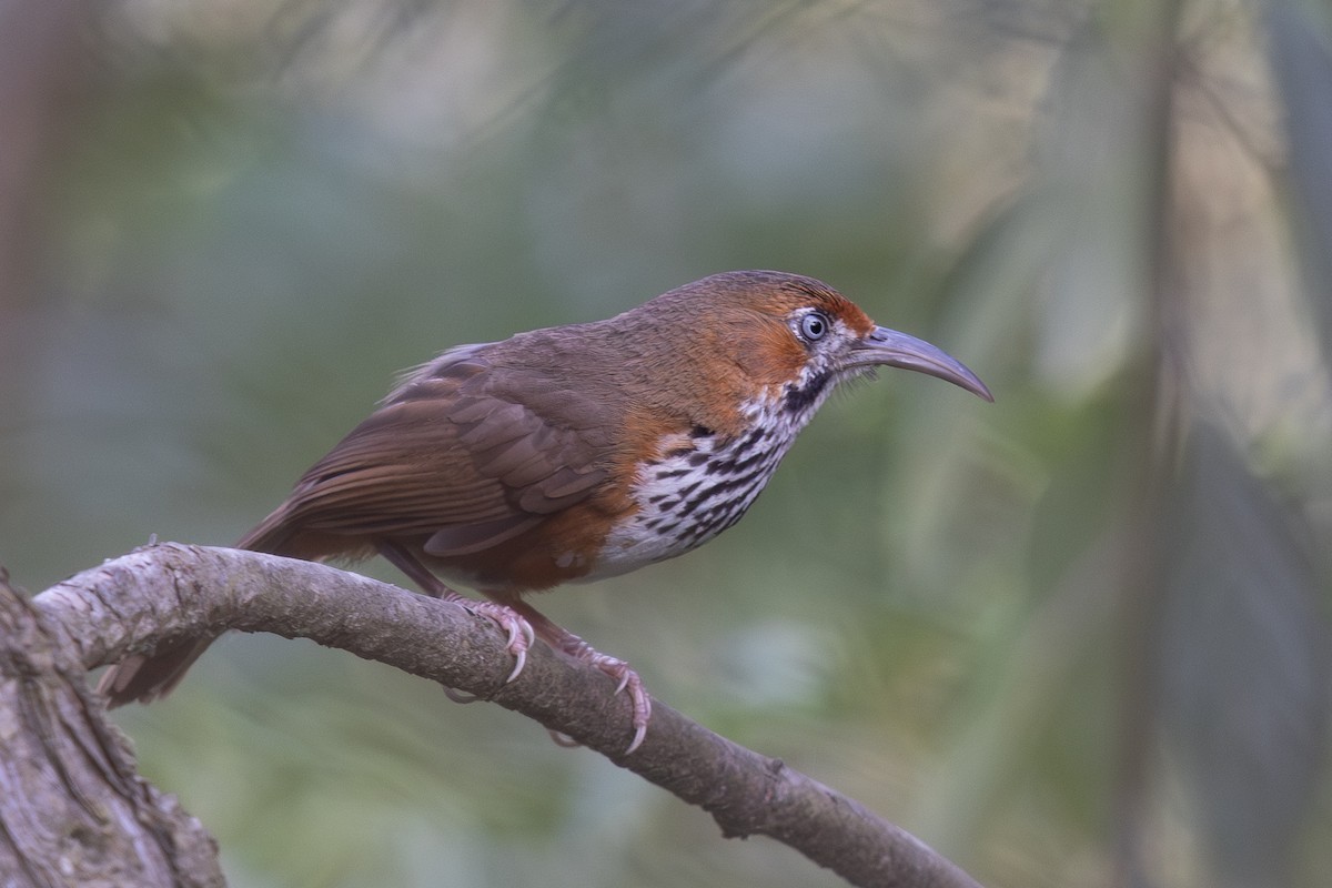Black-streaked Scimitar-Babbler - ML645010996