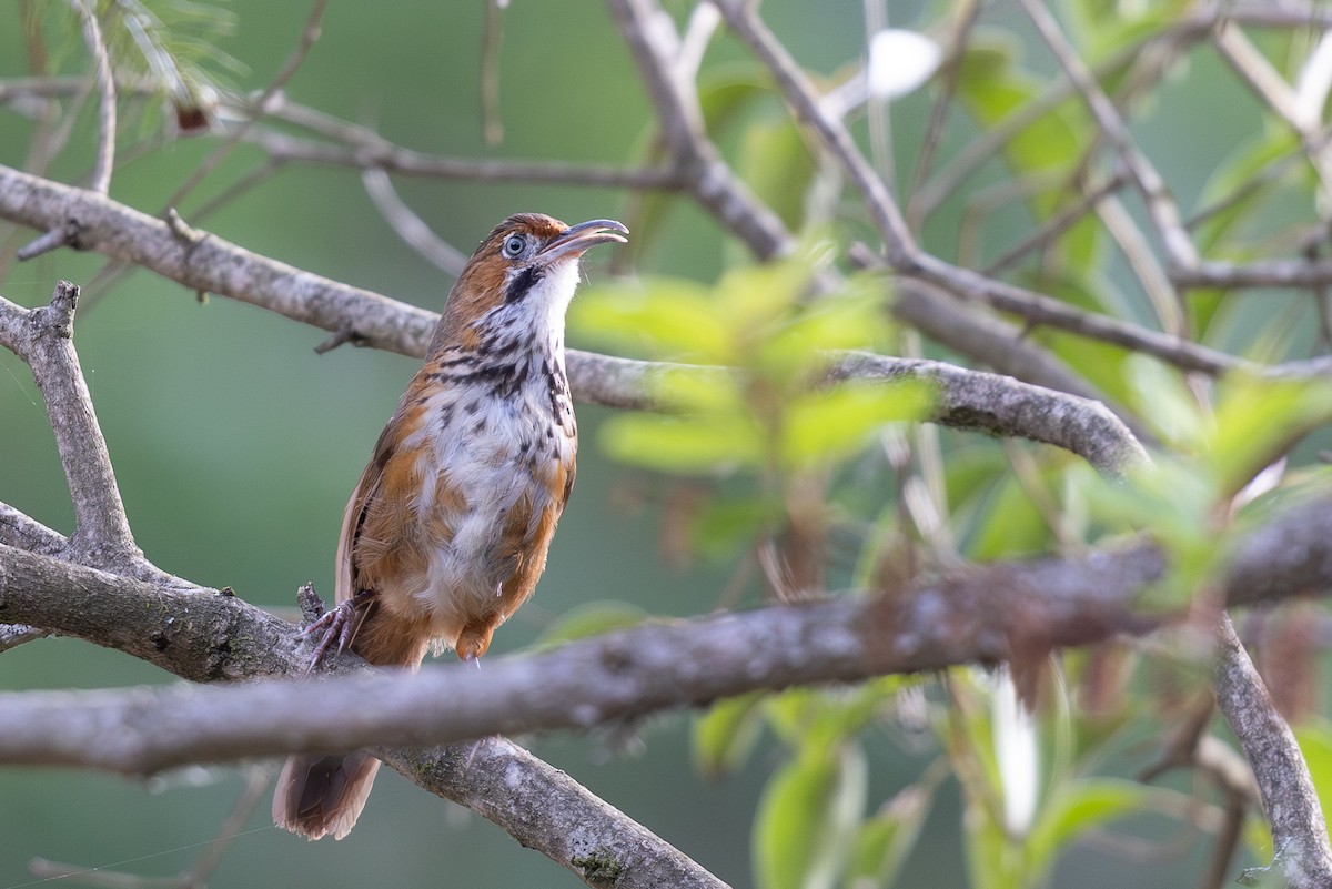 Black-streaked Scimitar-Babbler - ML645010997