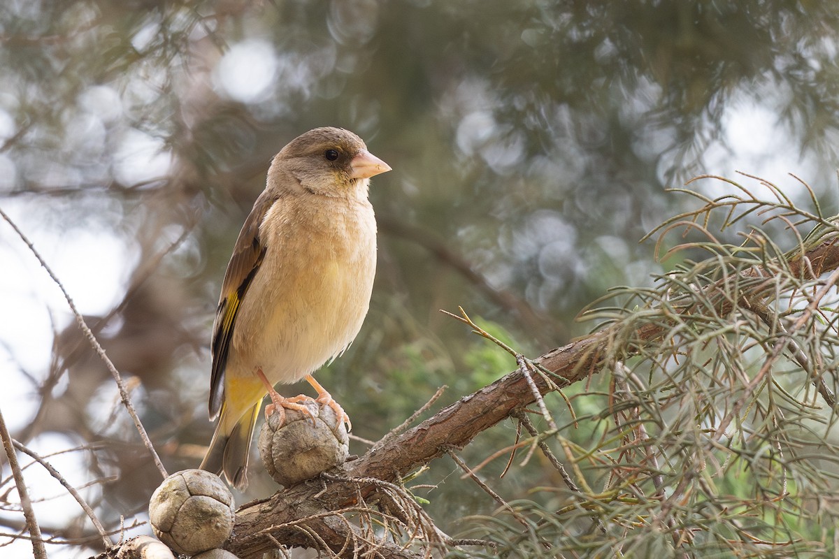 Oriental Greenfinch - ML645011001