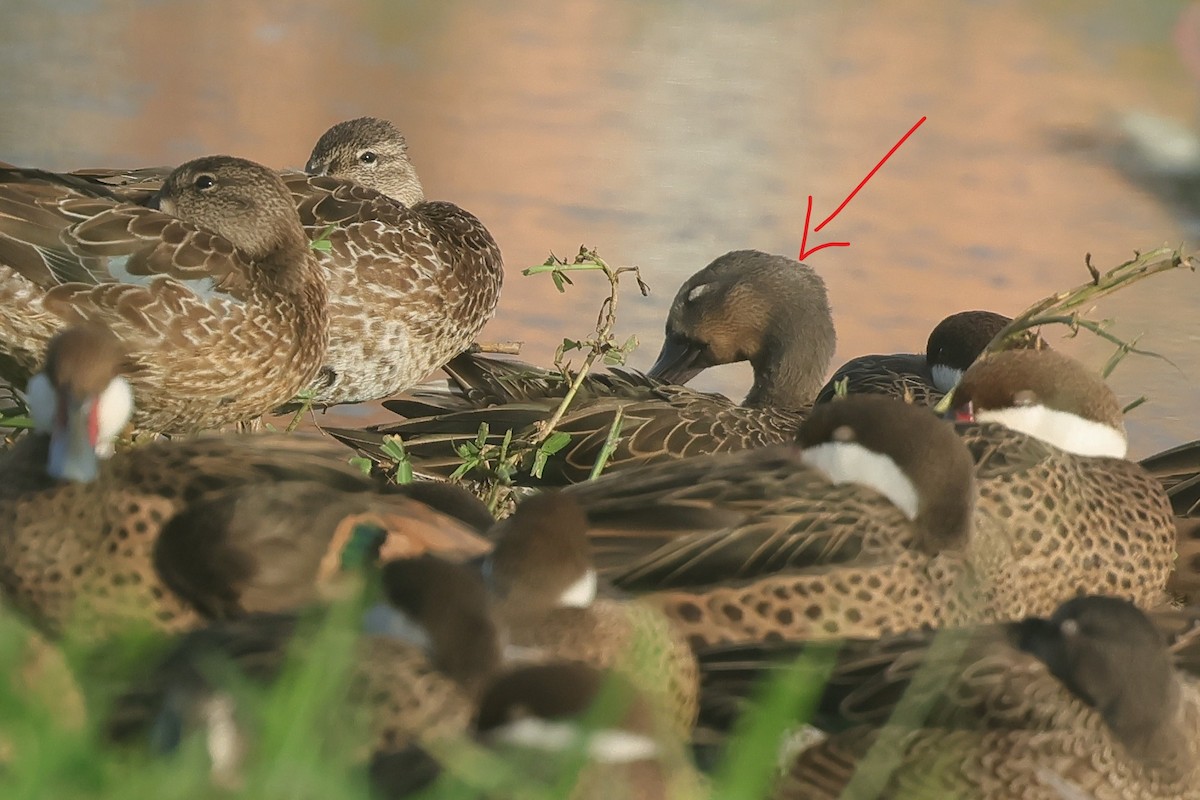 Northern Pintail - ML645011005