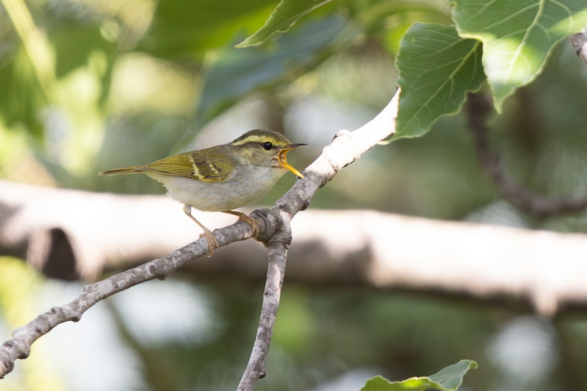 Kloss's Leaf Warbler - ML645011018