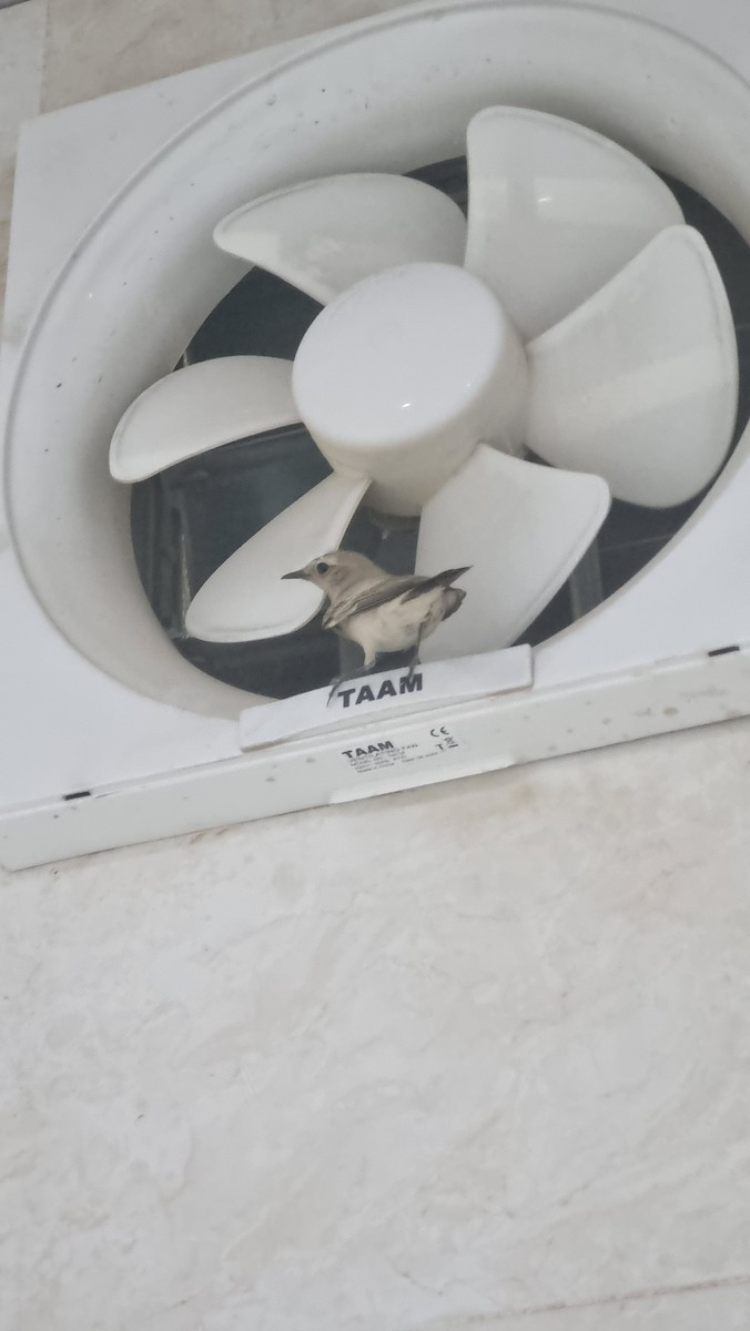 bělořit pouštní - ML645011022