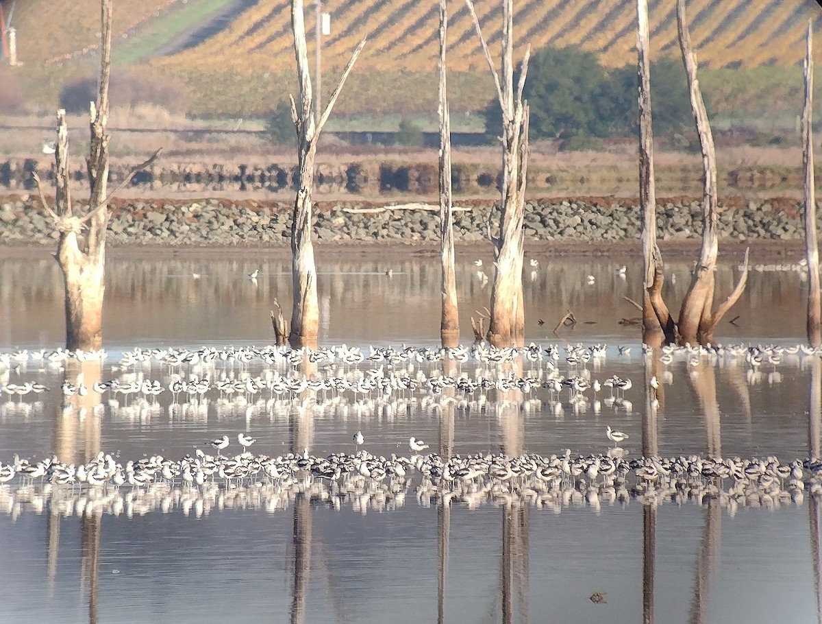 Американская шилоклювка - ML645011023