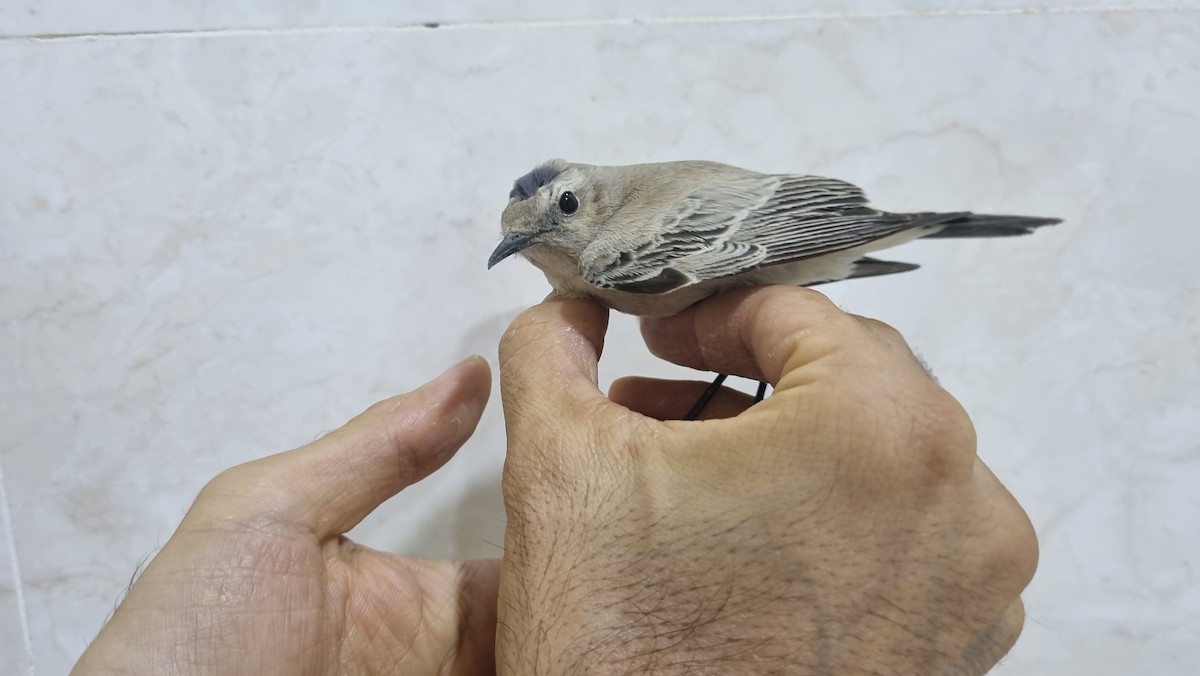 bělořit pouštní - ML645011025