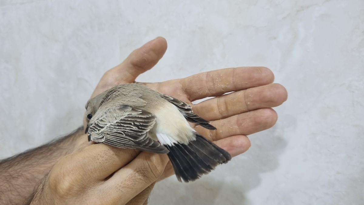 bělořit pouštní - ML645011027