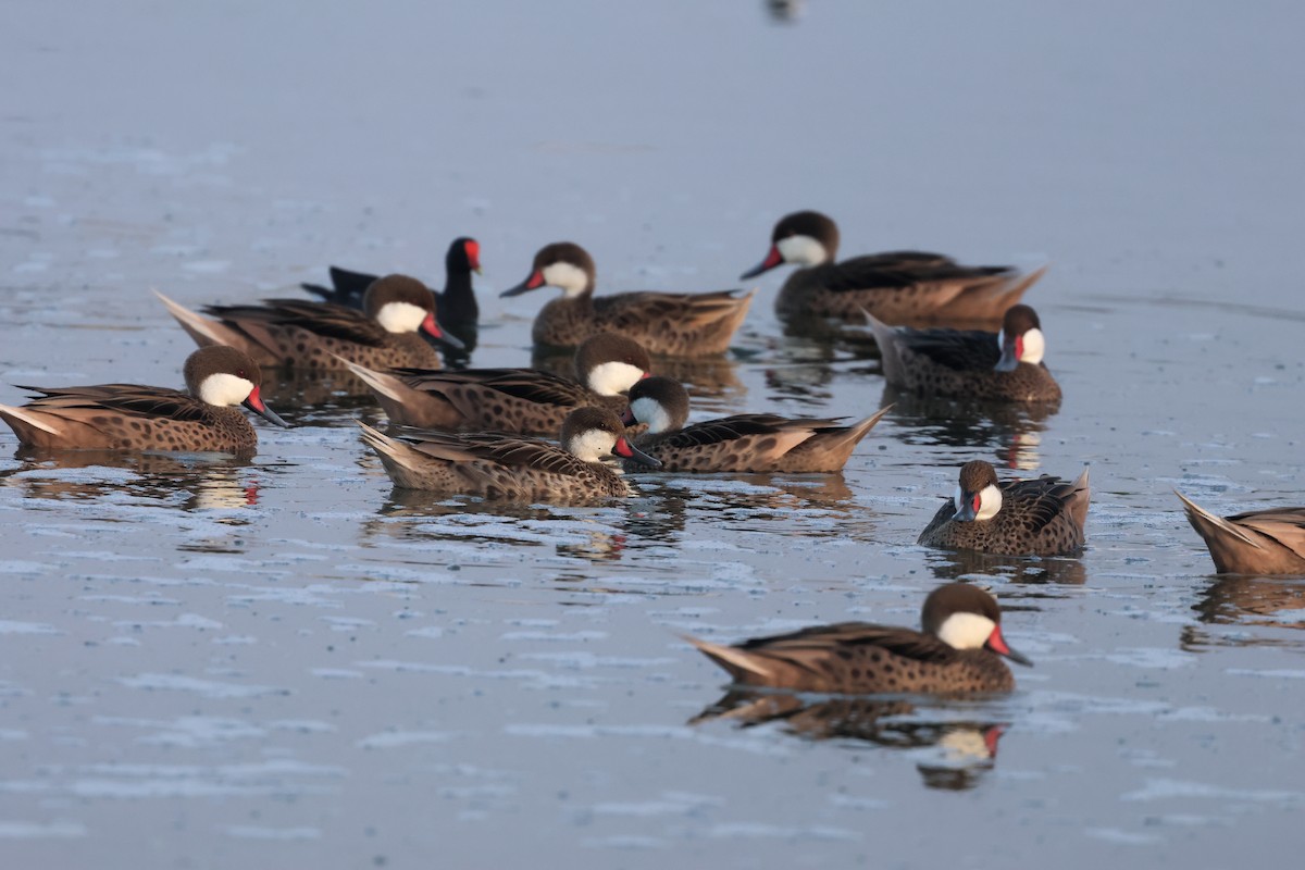 White-cheeked Pintail - ML645011028