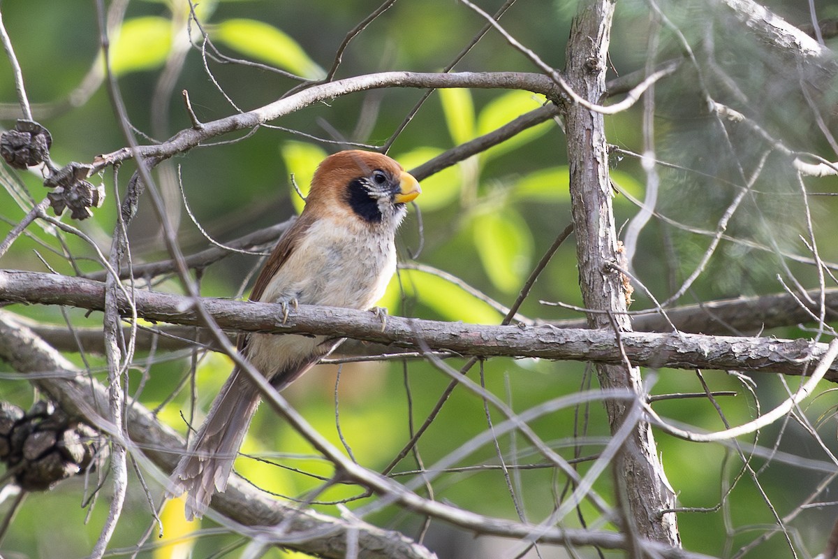 Spot-breasted Parrotbill - ML645011034
