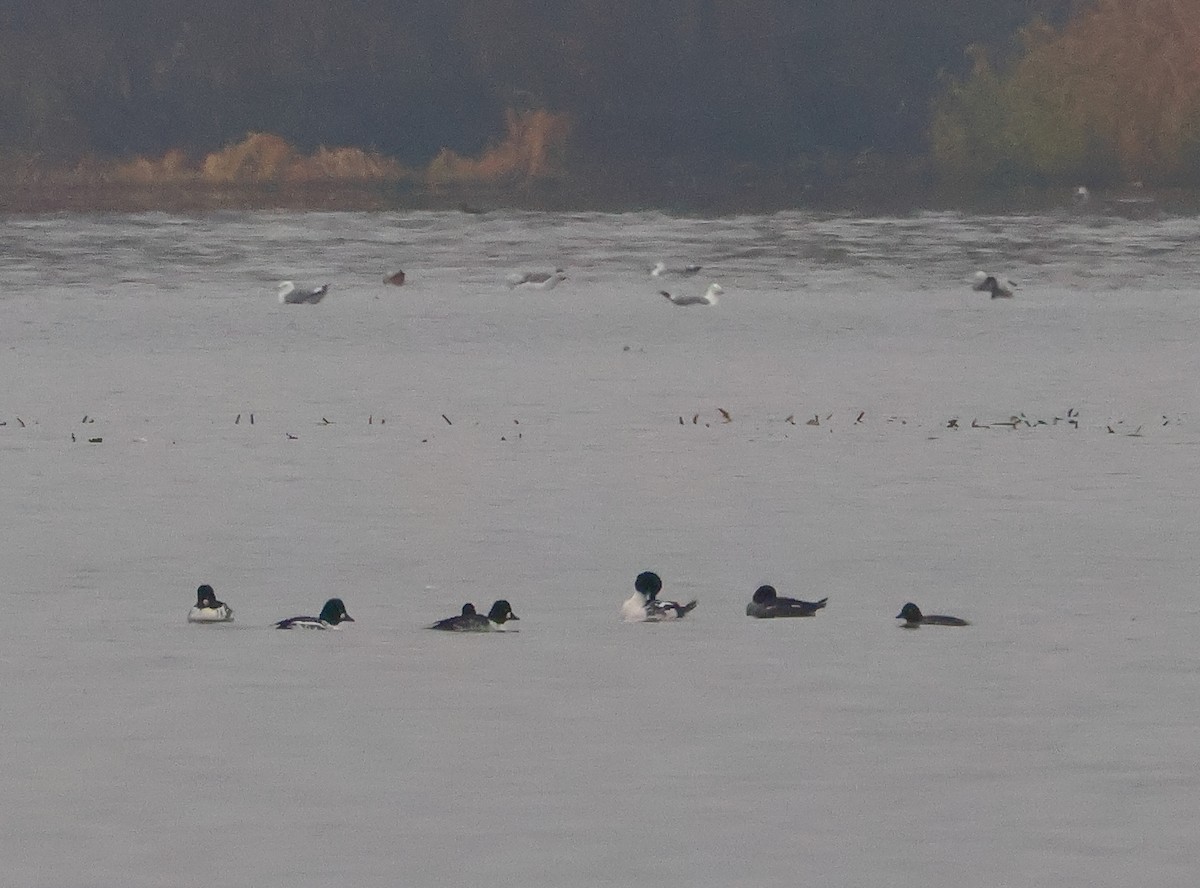 Common Goldeneye - ML645011041