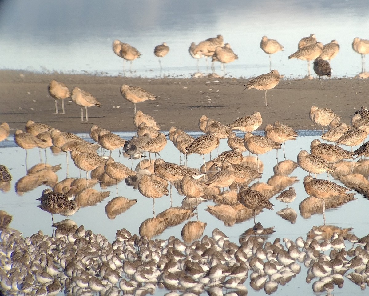 Кульон американський - ML645011043