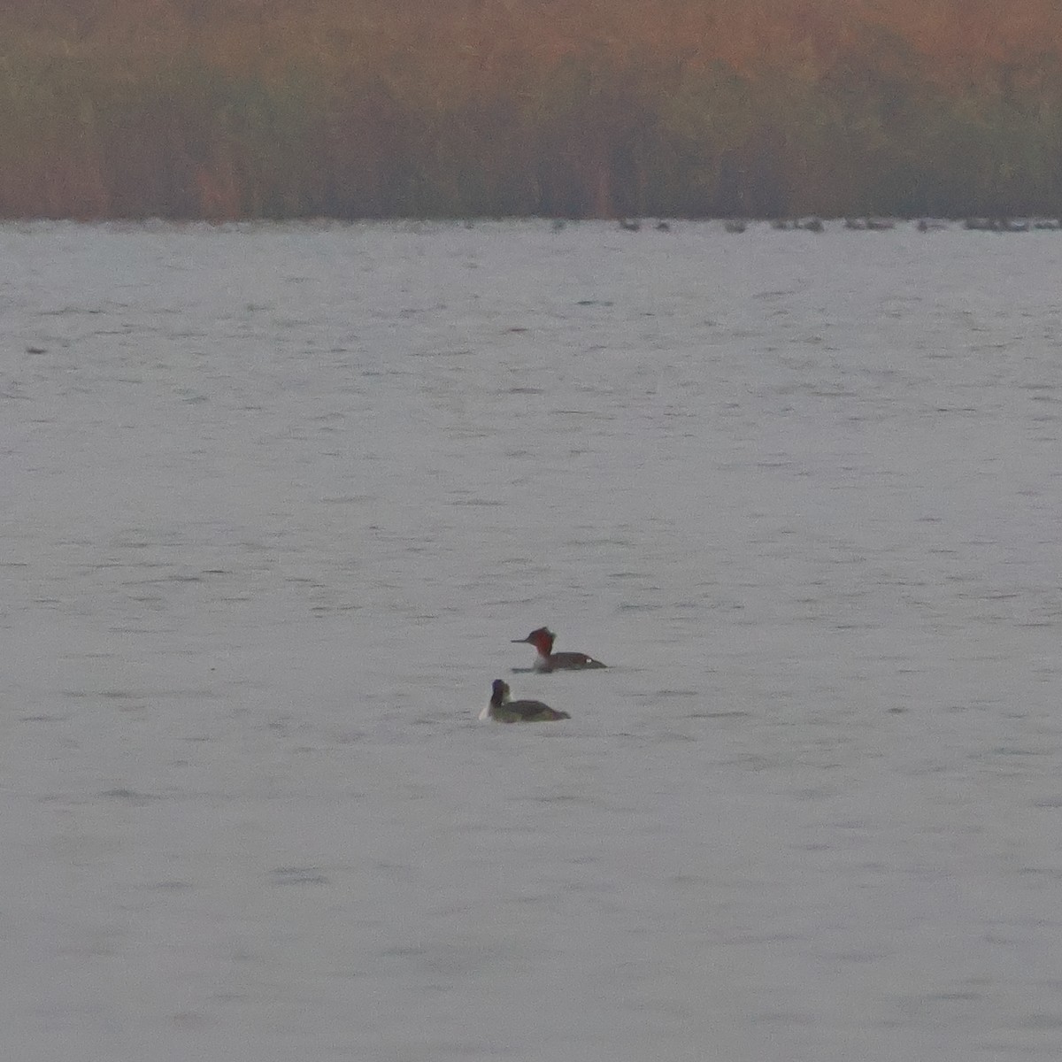 Red-breasted Merganser - ML645011059