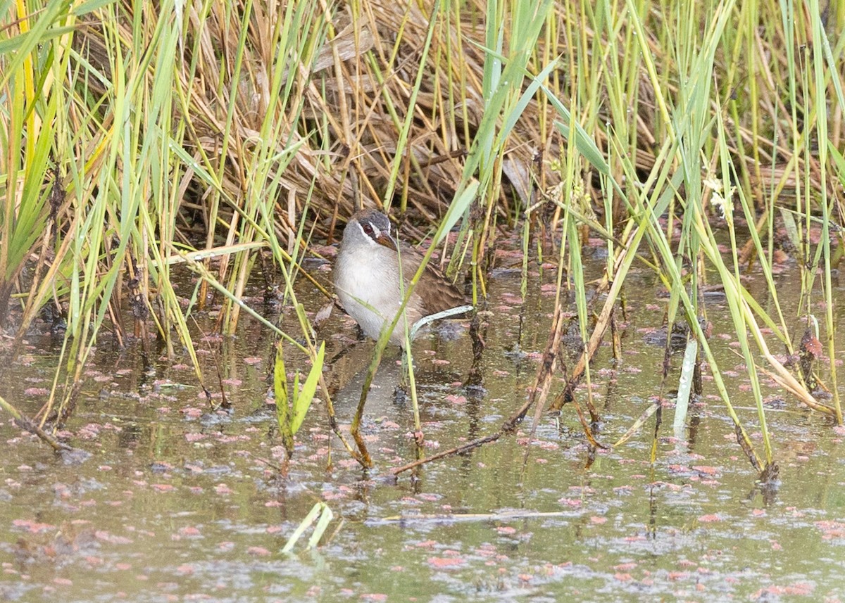 chřástal popelavý - ML645011060