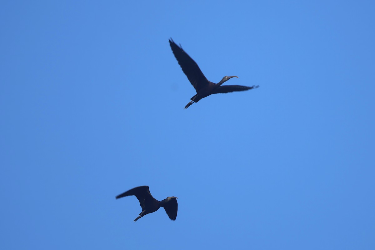 Glossy Ibis - ML645011061