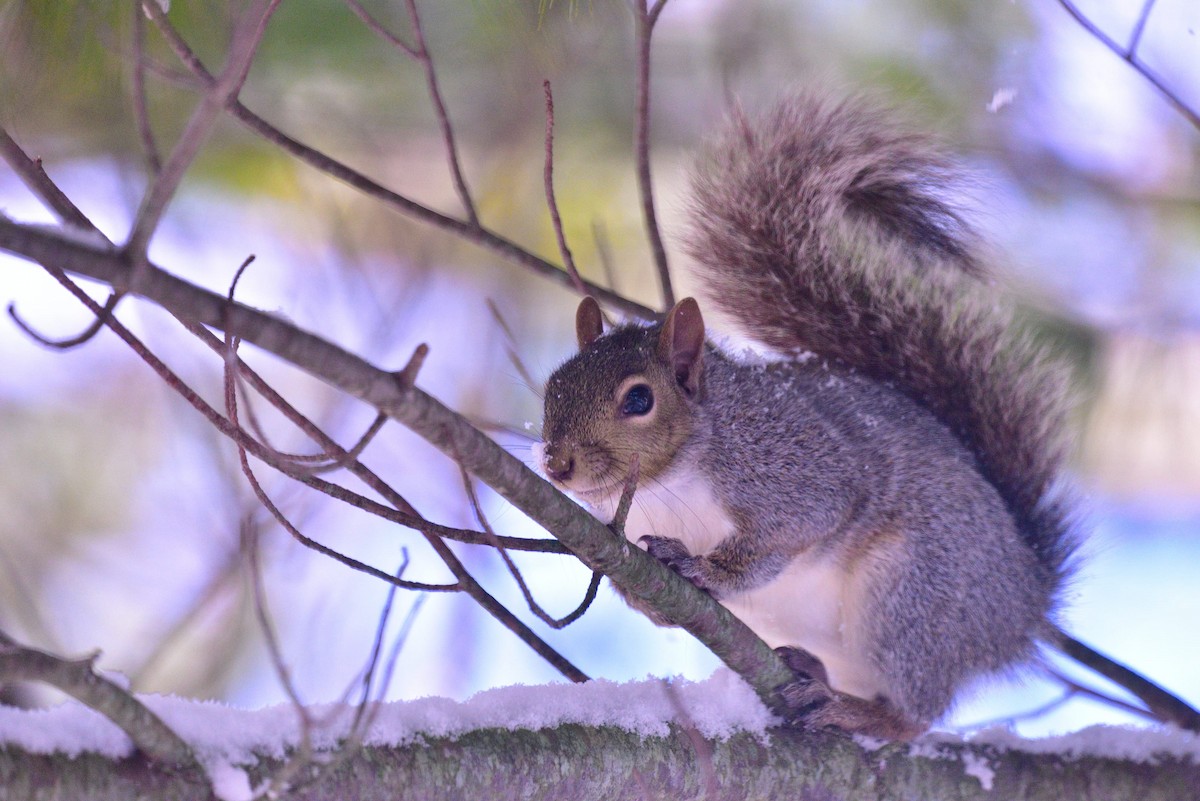 Northern Gray Squirrel - ML645011066