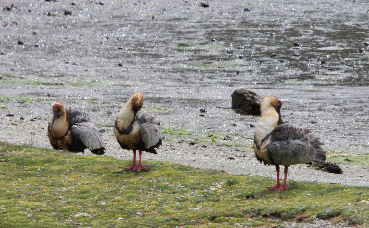 Bandurria Austral - ML645011067