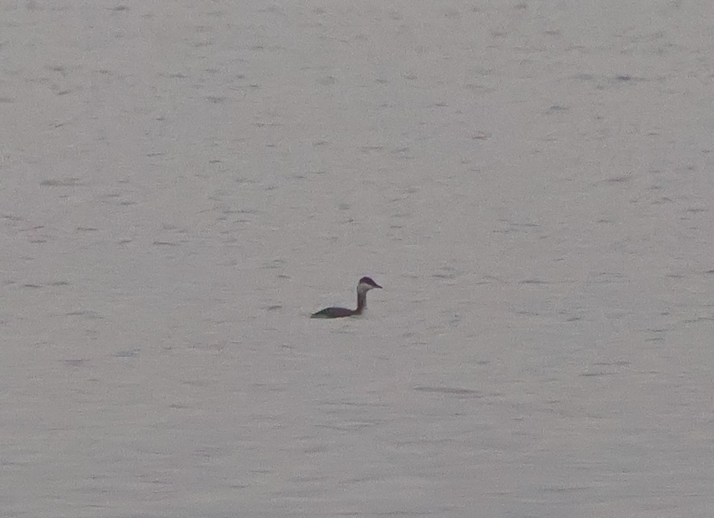 Horned Grebe - ML645011070