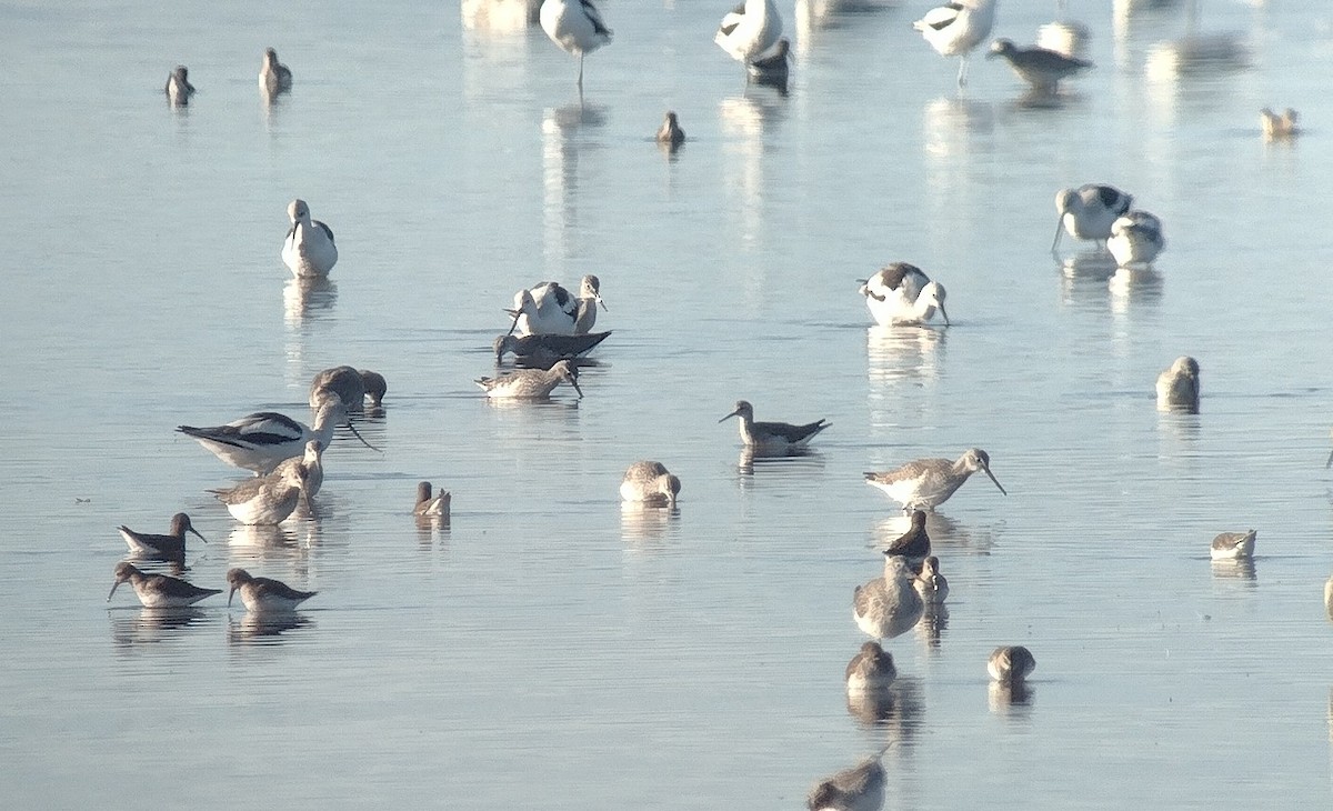 Желтоногий улит - ML645011076