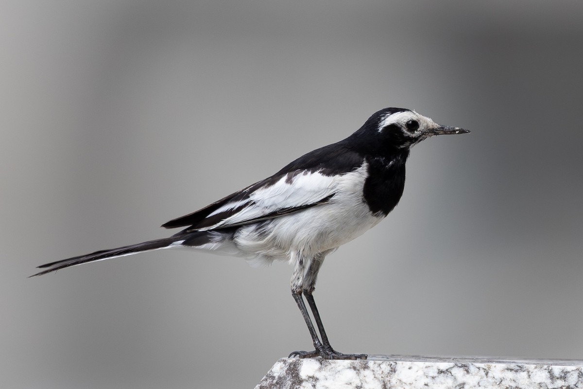 White Wagtail - ML645011083