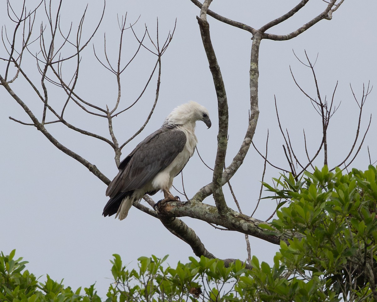 White-bellied Sea-Eagle - ML645011085