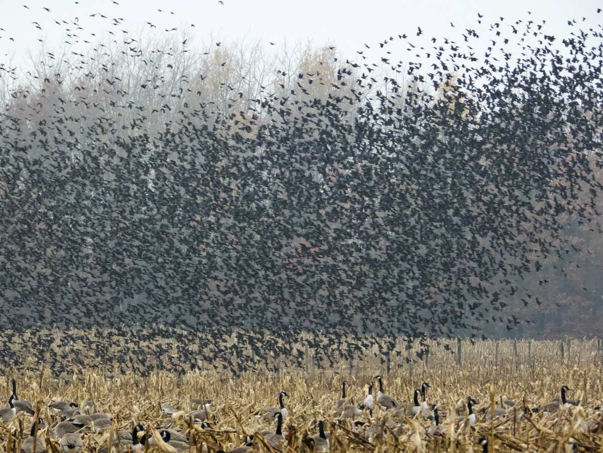 Purpurgrackel - ML645011097