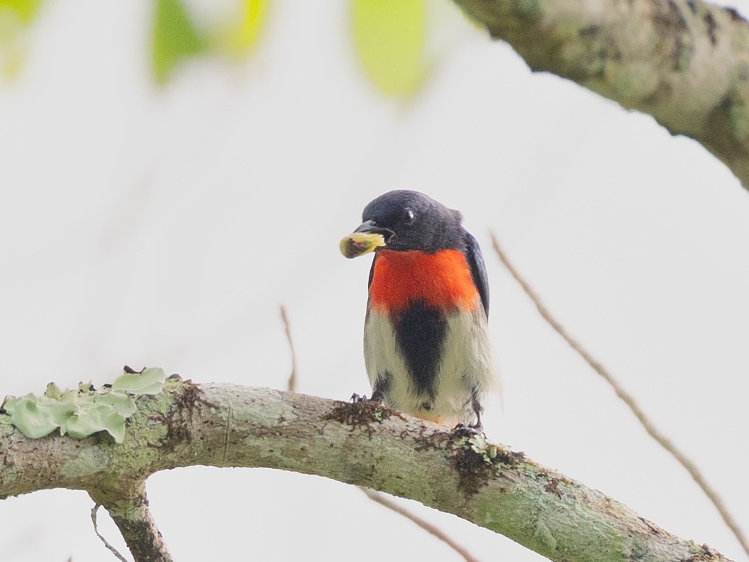 Picaflores Golondrina - ML645011108
