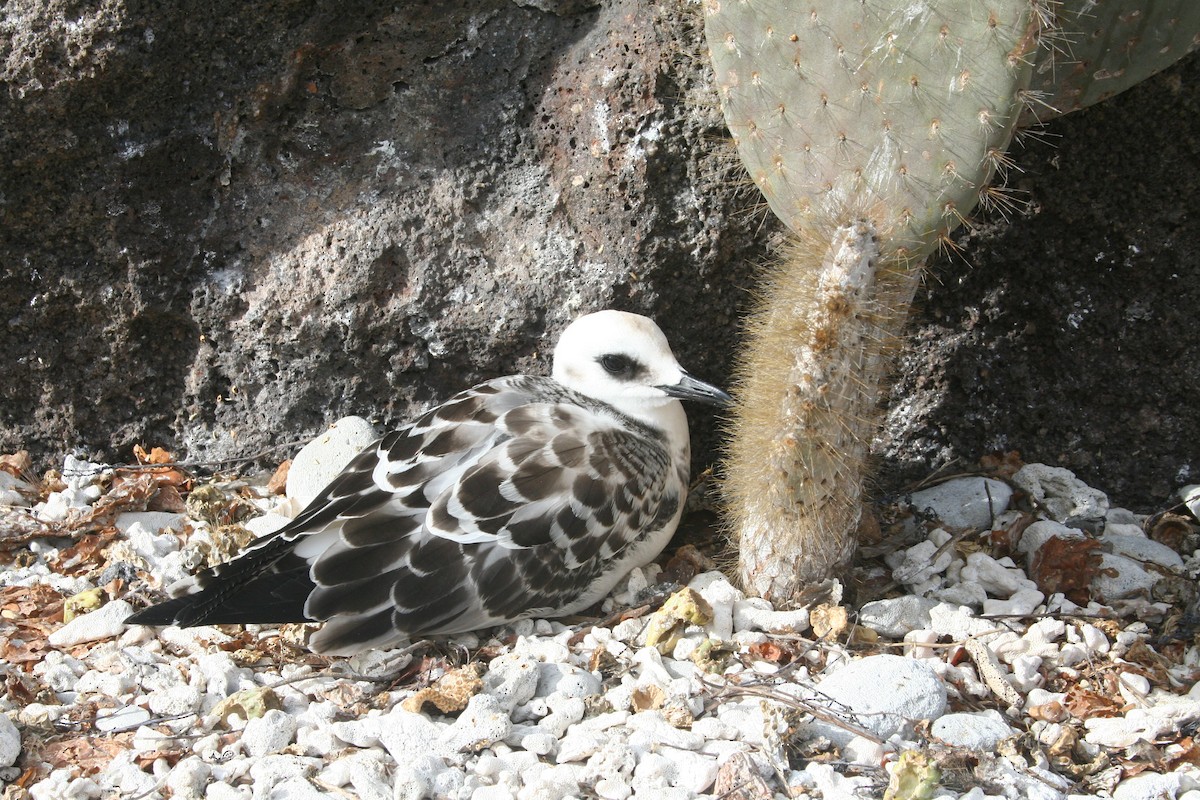 Swallow-tailed Gull - ML645011114