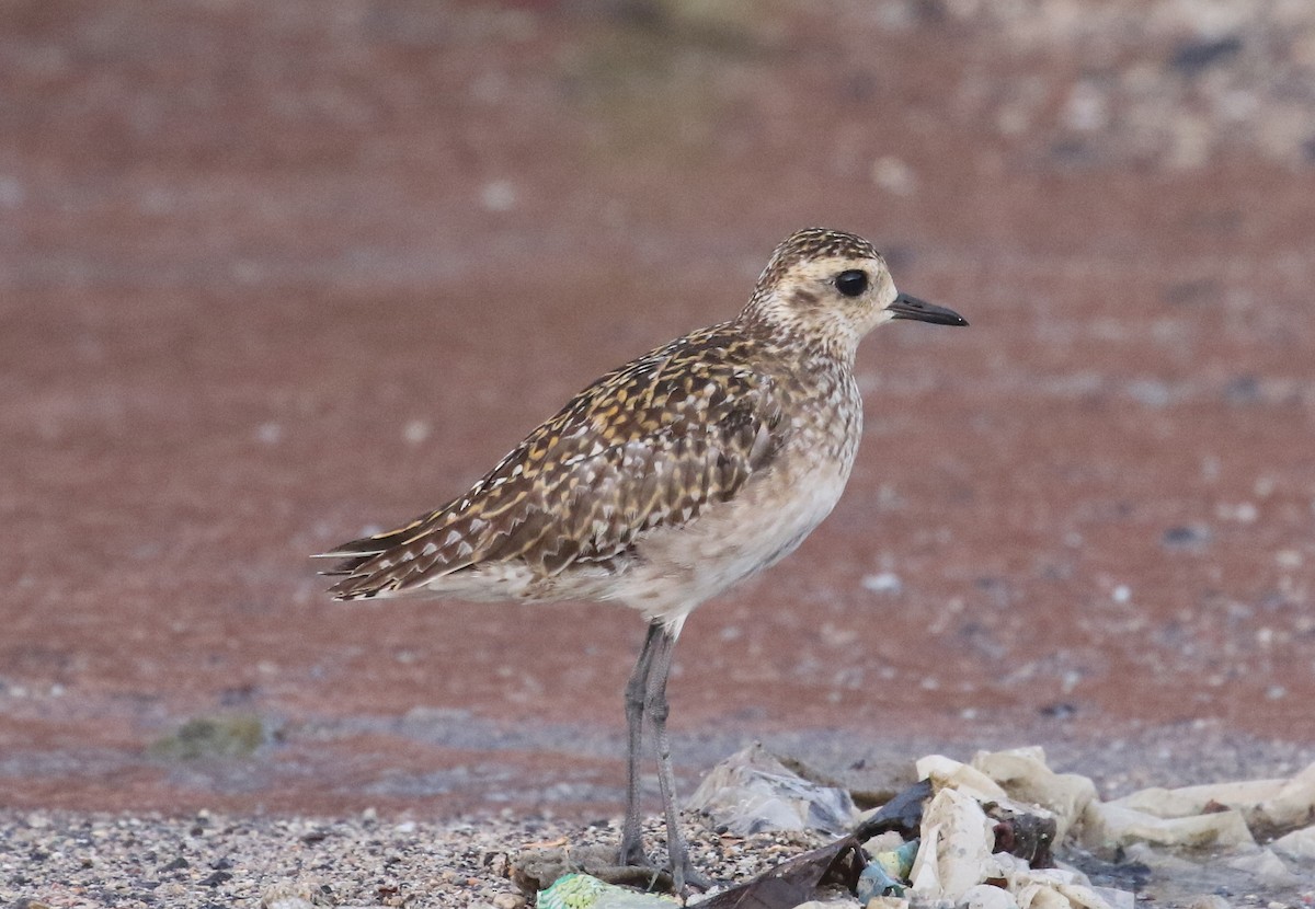 Pacific Golden-Plover - ML645011115