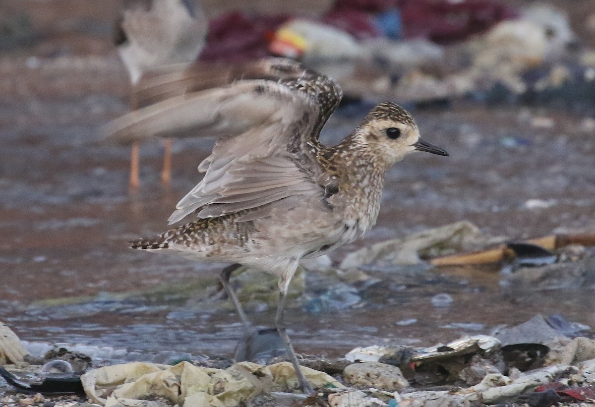 Pacific Golden-Plover - ML645011116