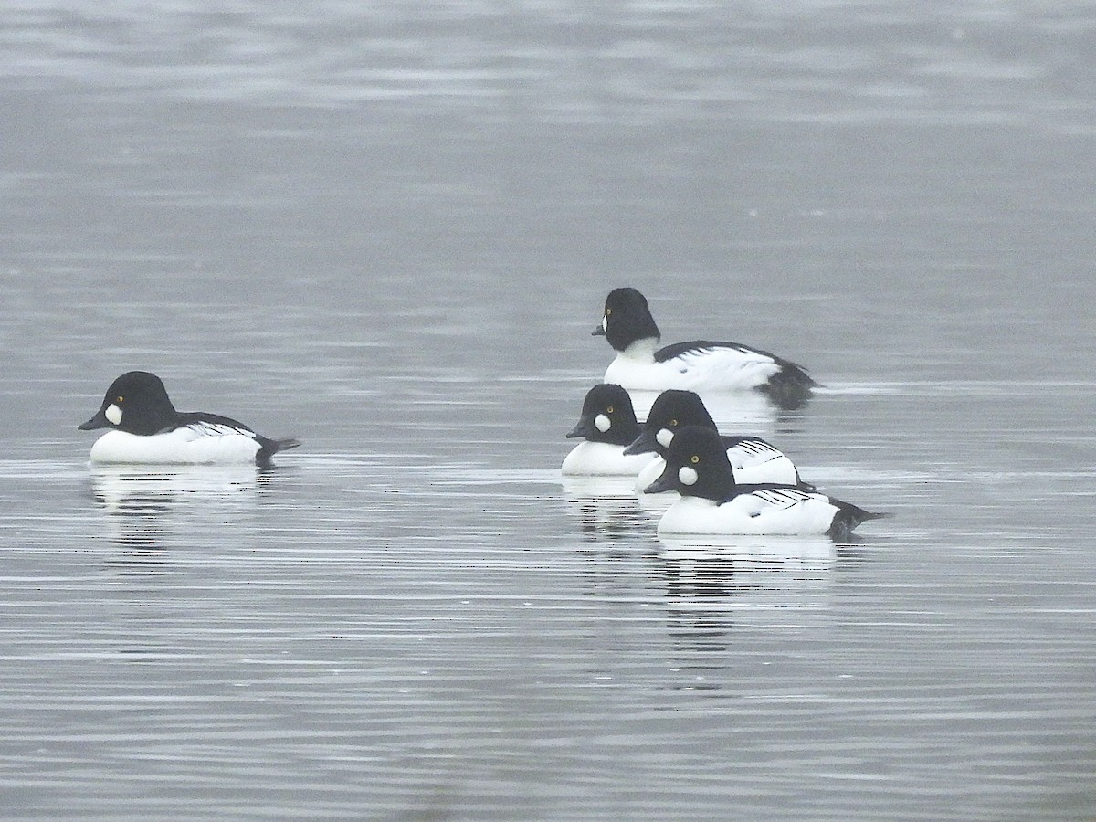 Common Goldeneye - ML645011119