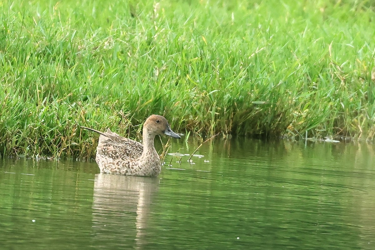 Northern Pintail - ML645011129