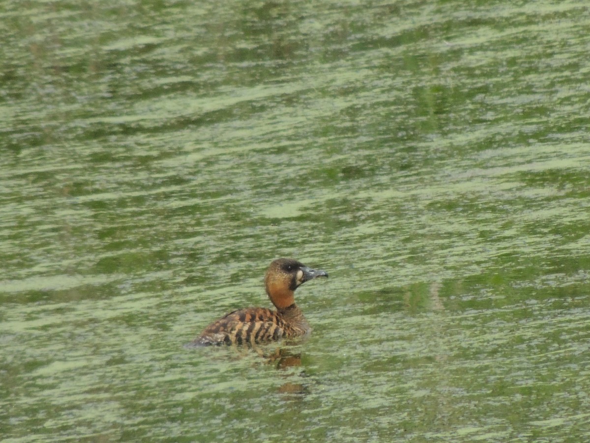 White-backed Duck - ML645011133