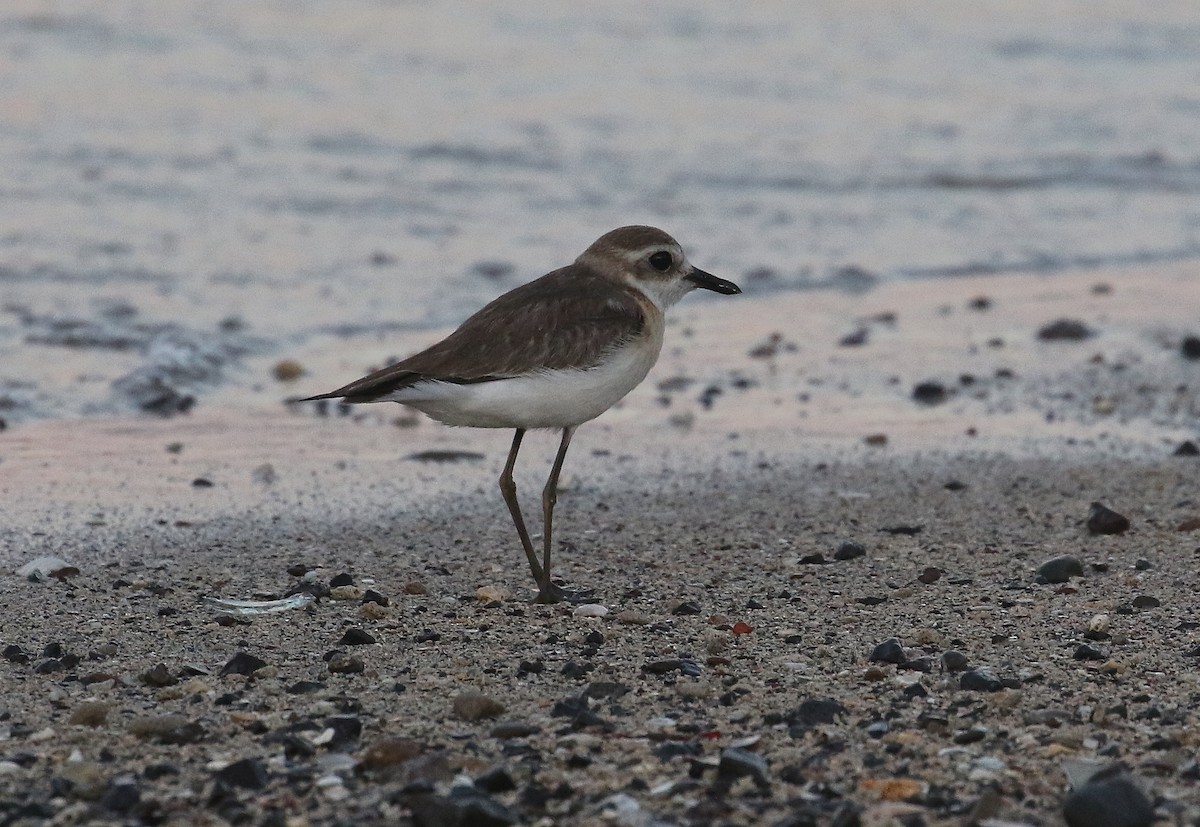 Tibetan Sand-Plover - ML645011145